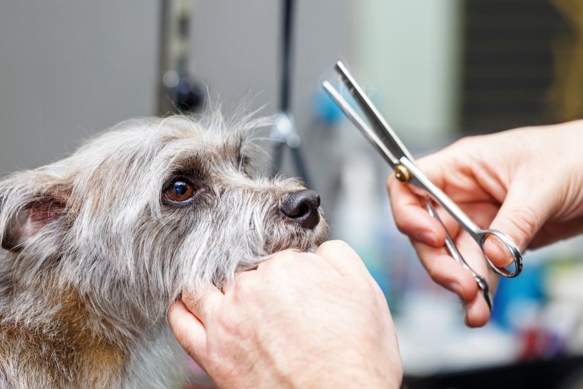 Dog sales brushing service