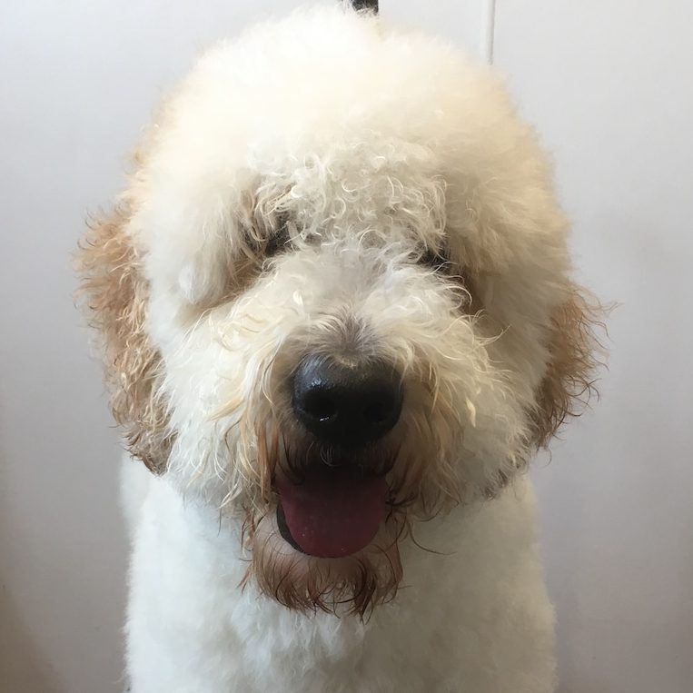 dog before groom