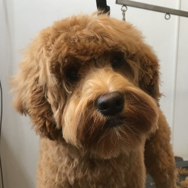 doodle dog after grooming