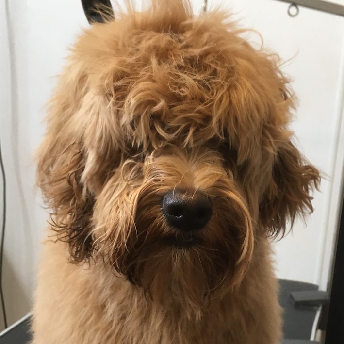 doodle dog before grooming